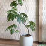 観葉植物エバーフレッシュの鉢を植え替え【住み良いインテリアで暮らしを豊かに】